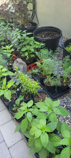 Herbs & Pepper Plants