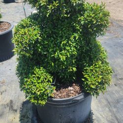 Spectacular Topiary Plants!!! Different Sizes And Prices!!! Starting At $35
