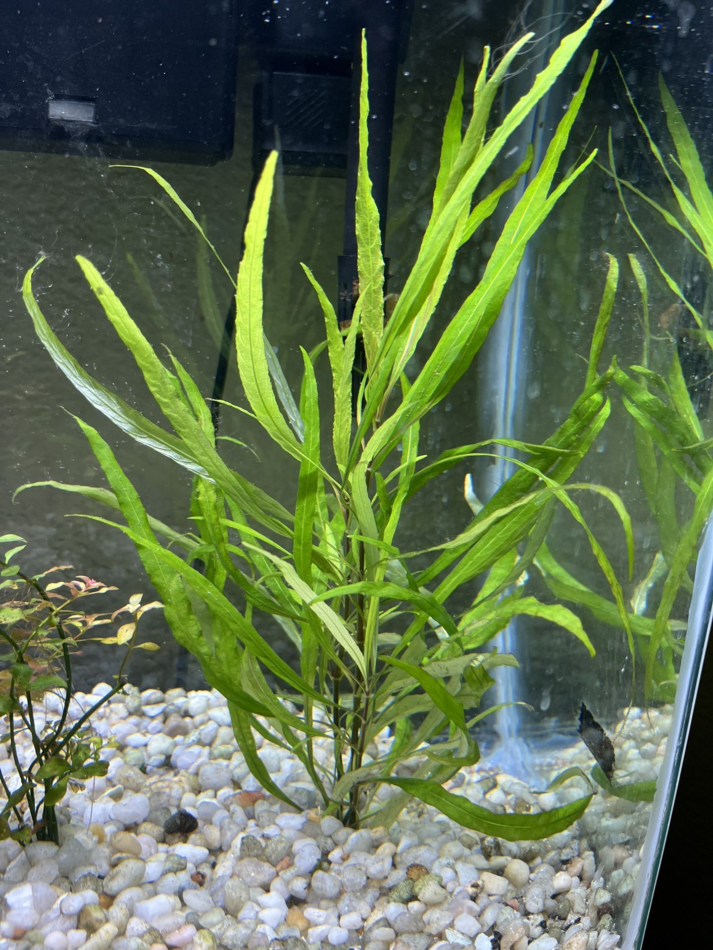 Live Aquarium Fresh Water Plants