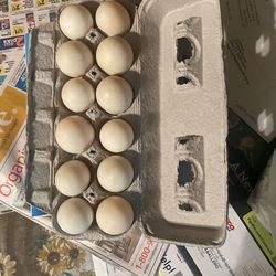 Duck Eggs