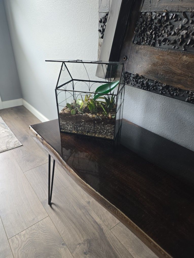 Live Plant Terrarium