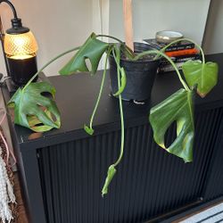 Monstera Plant