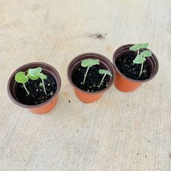 Ladyfingers (Organic )