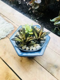 Medium Succulent Plants
