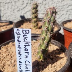Buckhorn Cholla (Cylindropuntia acanthocarpa)