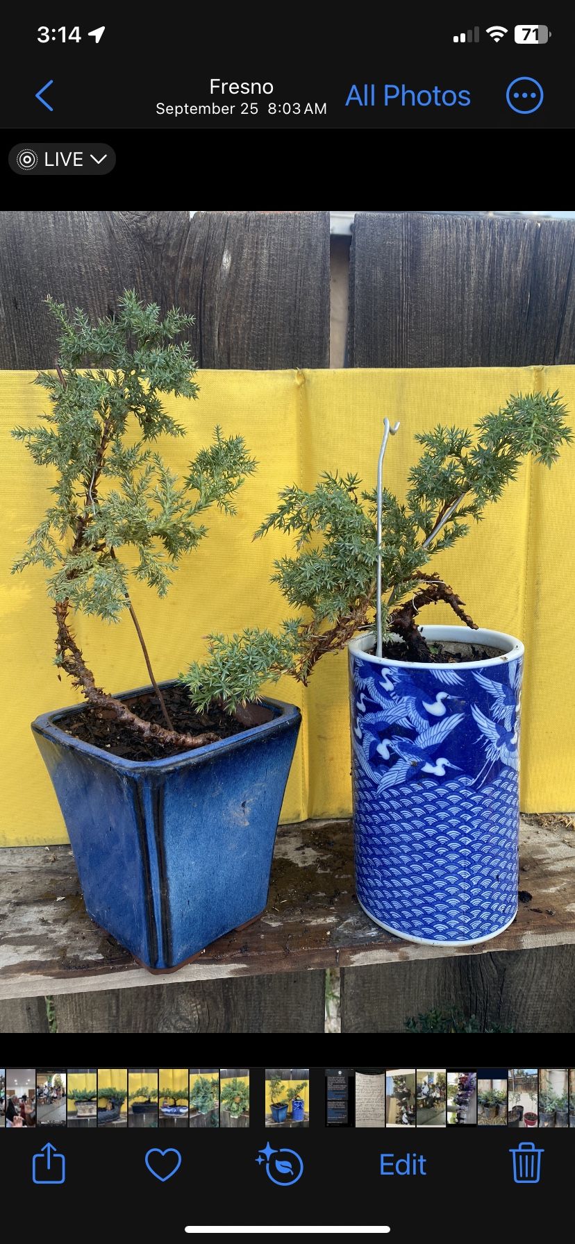 Bonsai Plants Starters $30 Each