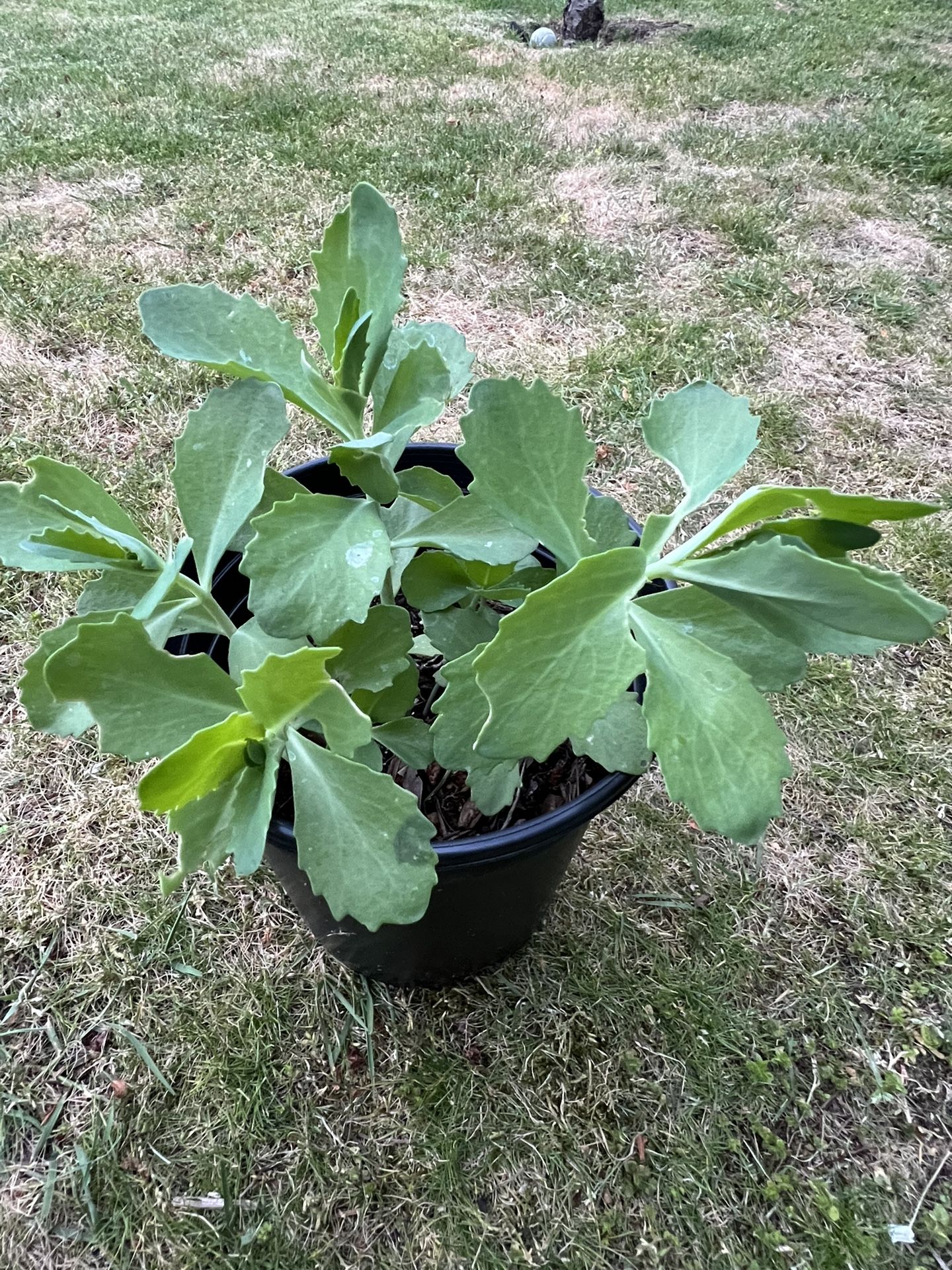 plants