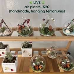 Hanging Terrariums- Air Plants