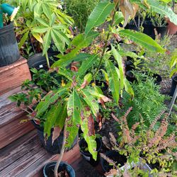 Haitian Mango Plant/Madam FRancine
