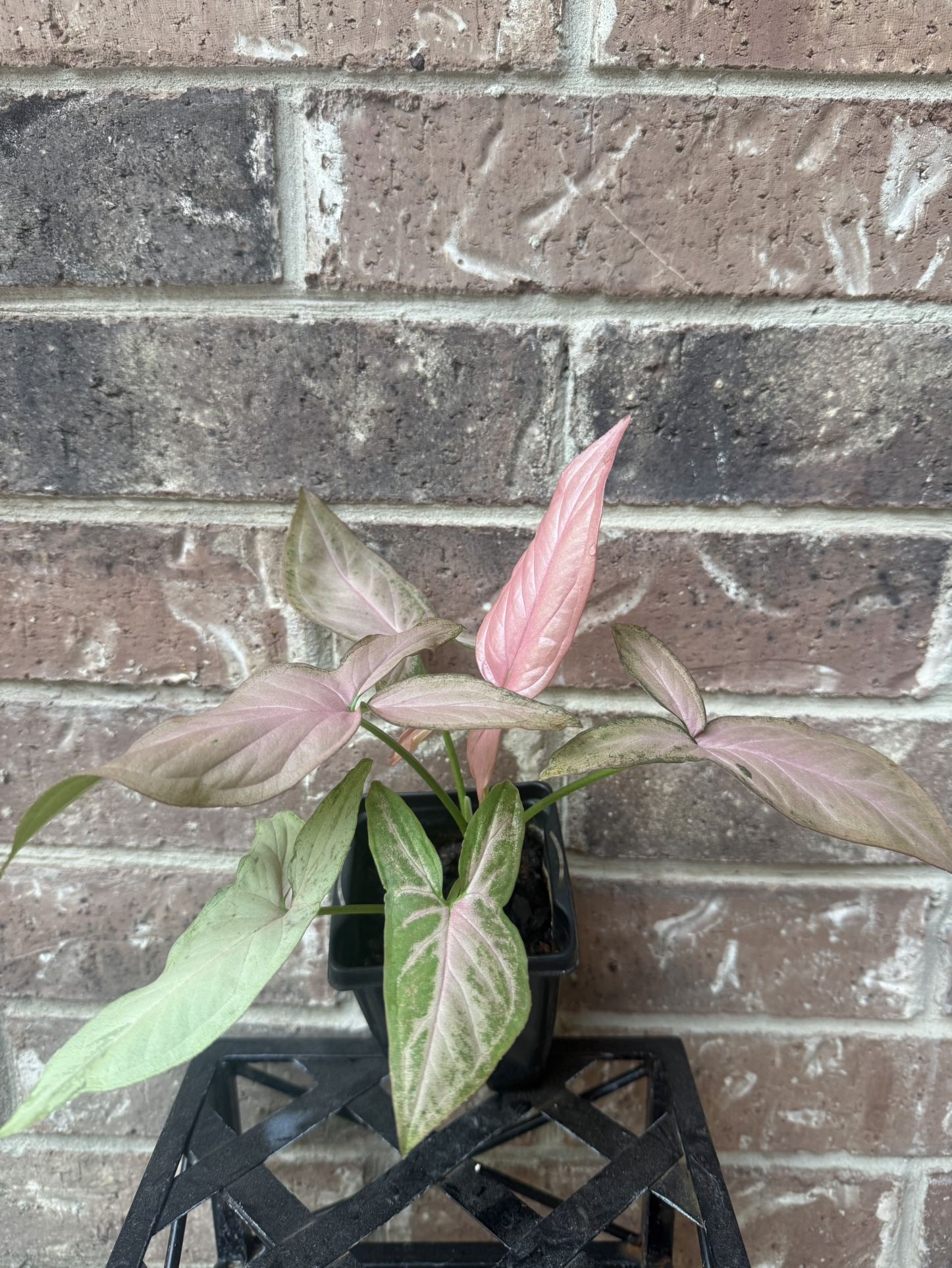 Pink Perfection Syngonium Plant 4” Pot 