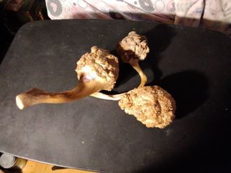 1970s Chinese Tree Root Art