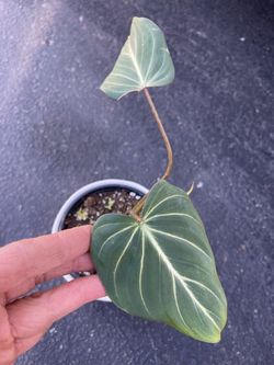 Exotic/indoor plant***4” pot Philodendron Gloriosum baby plant, ceramic pot included; 95820