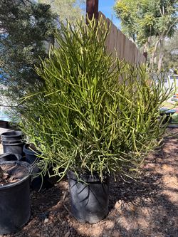 EUPHORBIA TIRUCALLI (Firesticks)