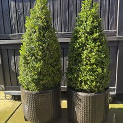 Hedge Topiaries 4’ Tall