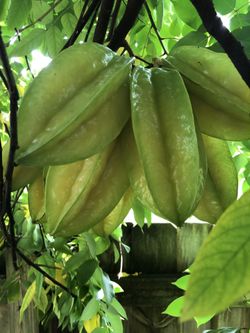 Star ⭐️ fruits for sale $1.50 per a lb