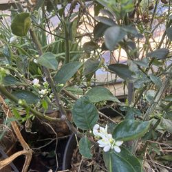 I sell a lemon tree that is currently bluming.