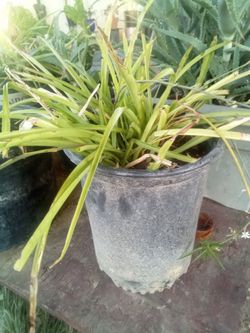 Large Spider Plant 🌿 Easy Care • Air Freshening • Pet Safe
Lazo de amor grande 🌿 Fácil
