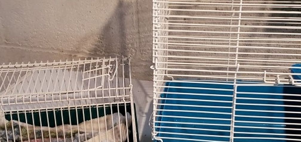 Sm An Larger Rat OR Sm Critter Cages