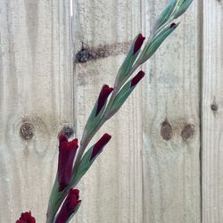 Gladiolus Stems - Red & Coral