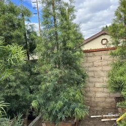 Fern Pine Privacy Hedge