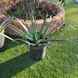 Sabila or  Aloe vera, two large 10 gallon pots