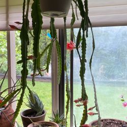 Cacti Plant
