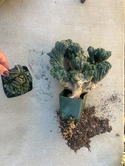 Haworthia & monstrose cactus