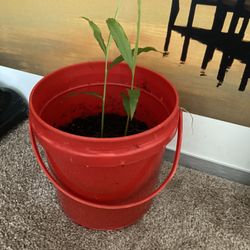 Organic Ginger Plant