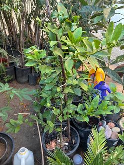 Potted Citrus Tree in Black Nursery Pot
