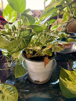 Pothos N’joy