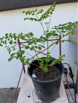 Moringa Tree Plant in Black Pot