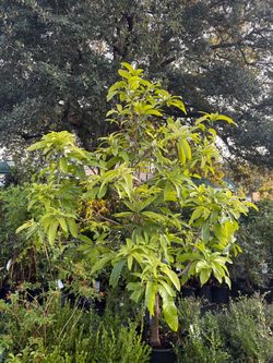Alphonso Mango tree