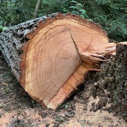 Douglas Fir Log ~50 In. Diameter 