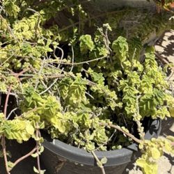 Geranium Potted Plant