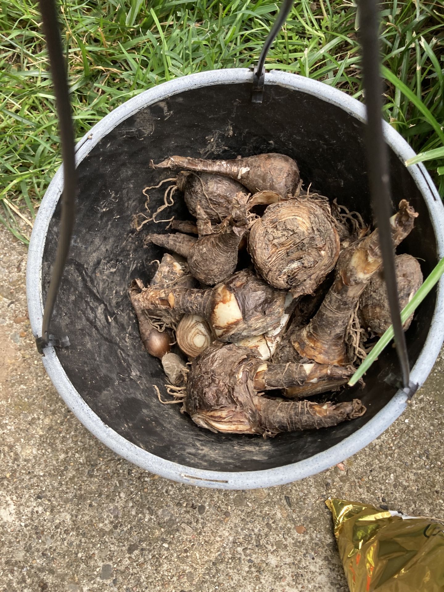 Pink Lady bulbs
