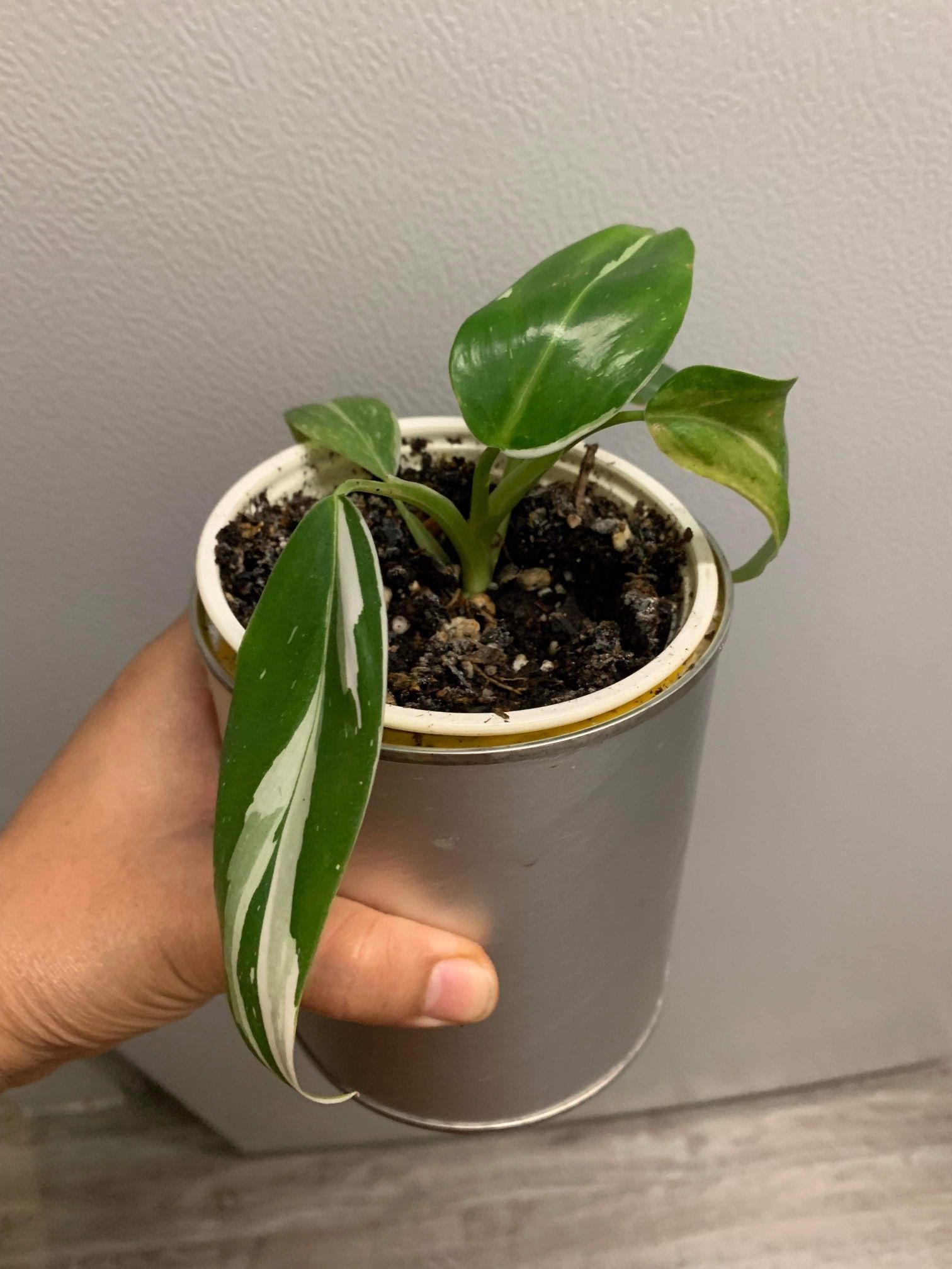 Philodendron White Princess Plant ,Variegated Philodendron -In 4"Pot