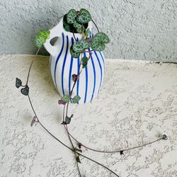 String Of  Hearts Plant