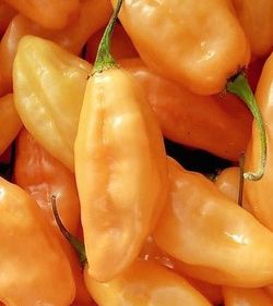Large Organic Peach Torch Habanero Pepper Plants!