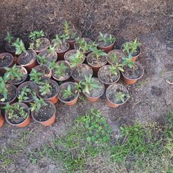 Milkweed - Attracts And Home To Butterflies 