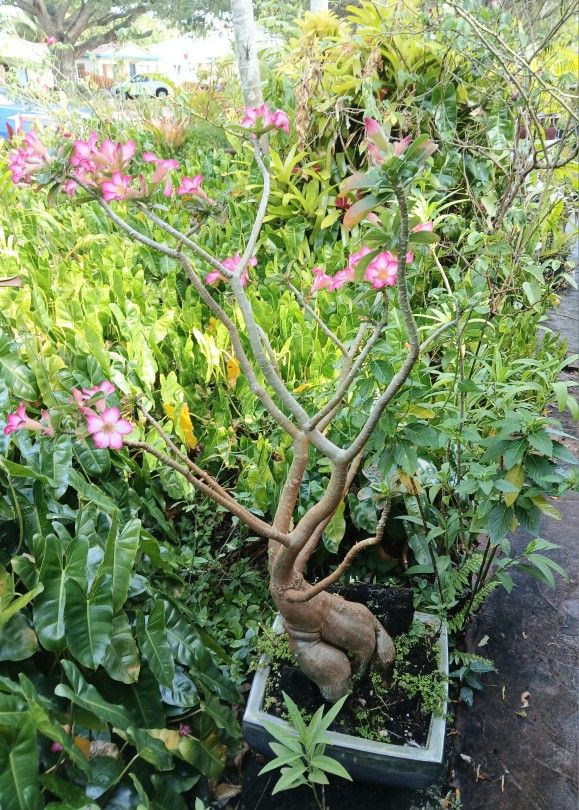 Desert Rose Bonsai Monumental Size