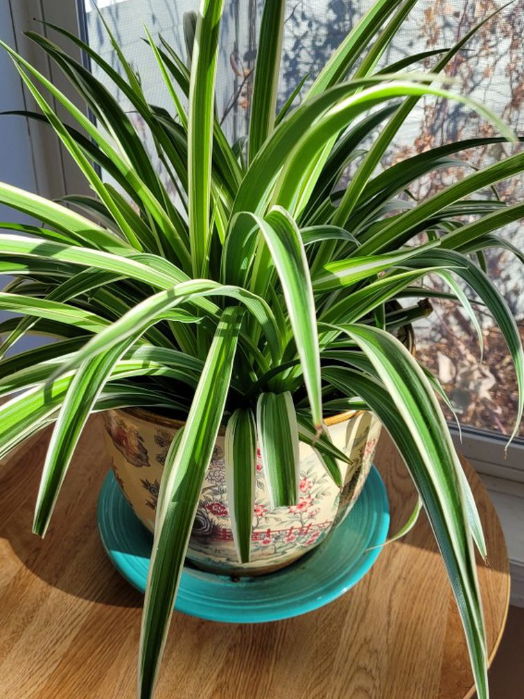 Newly Potted Spider Plant