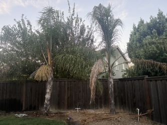 Palm Tree