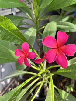Plumerias