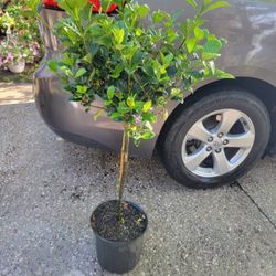 Aimee Gardenia.Planta.