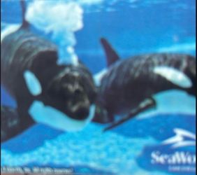 Sea World tickets ($20 each one)