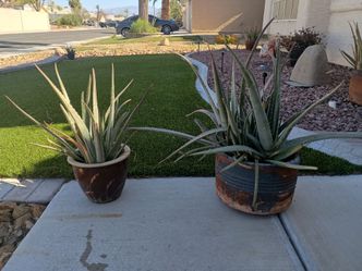 Aloe Vera Plants