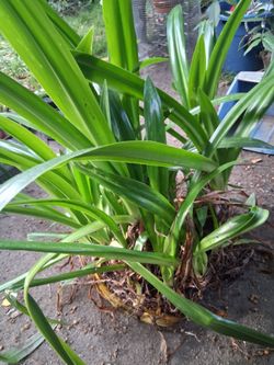 SPIDER LILLY BUSH AND BIG POT $30 PICK UP IN SUN VALLEY