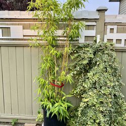 Bamboo  - 66in. Outdoor In A Pot