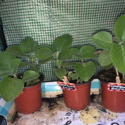 Oregano Brujo Plants 2 Plants