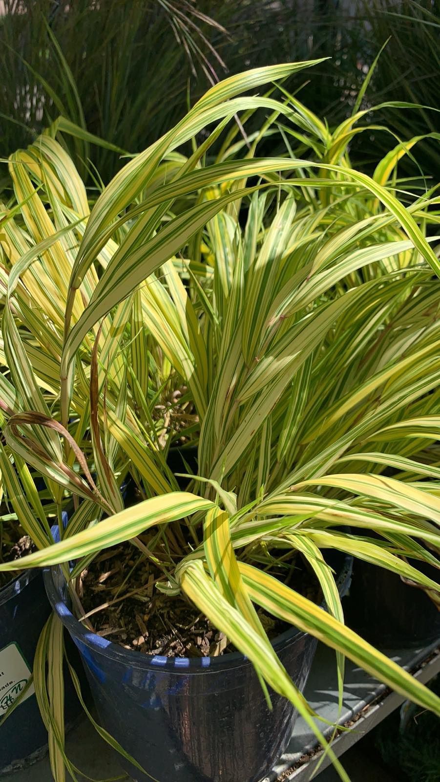 Ground Cover Bamboo Plant